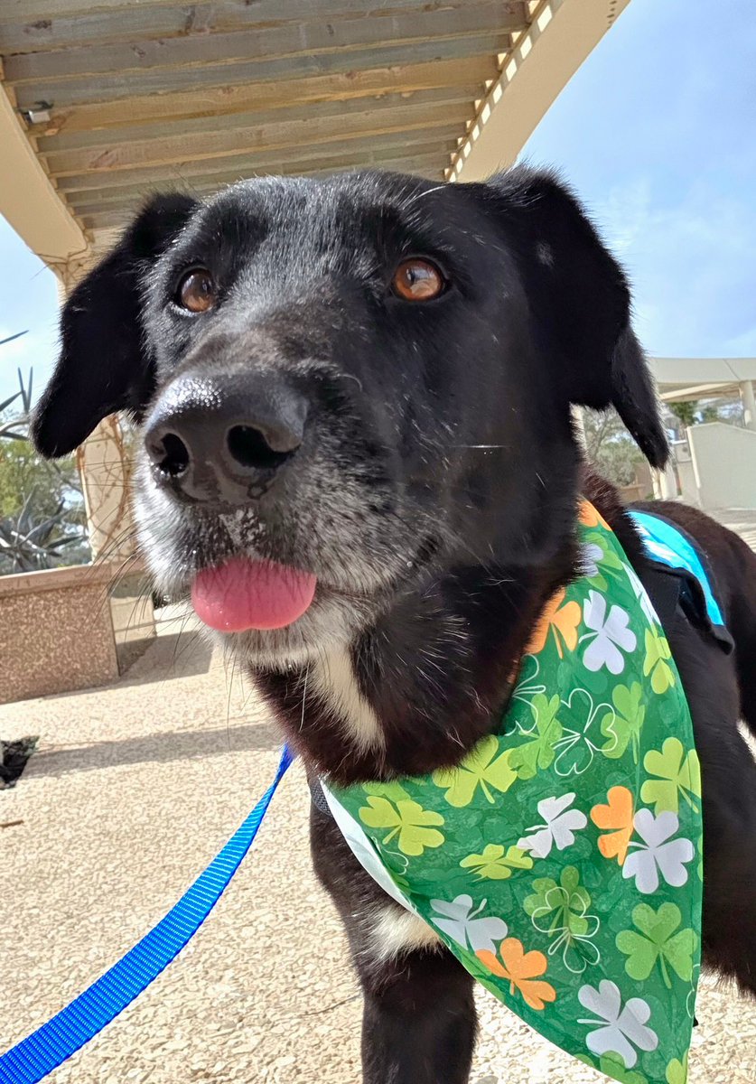 LisaBrabson's tweet photo. "HEY! DO U SEE ME! U GOTTA get me out of here!"
LARRY #A385070 4yo
LARRY wants to run,roll,eat good food, play ball,not fighting for his precious life!
LET'S GET LARRY OUT!
He is too precious to lose,HURRY, save him!
If u can #ADOPT #FOSTER OR #PLEDGE4RESCUE #CorpusChristi #TX https://t.co/QULXhf7VqB