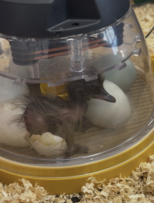 Broom Valley Community School tweet media