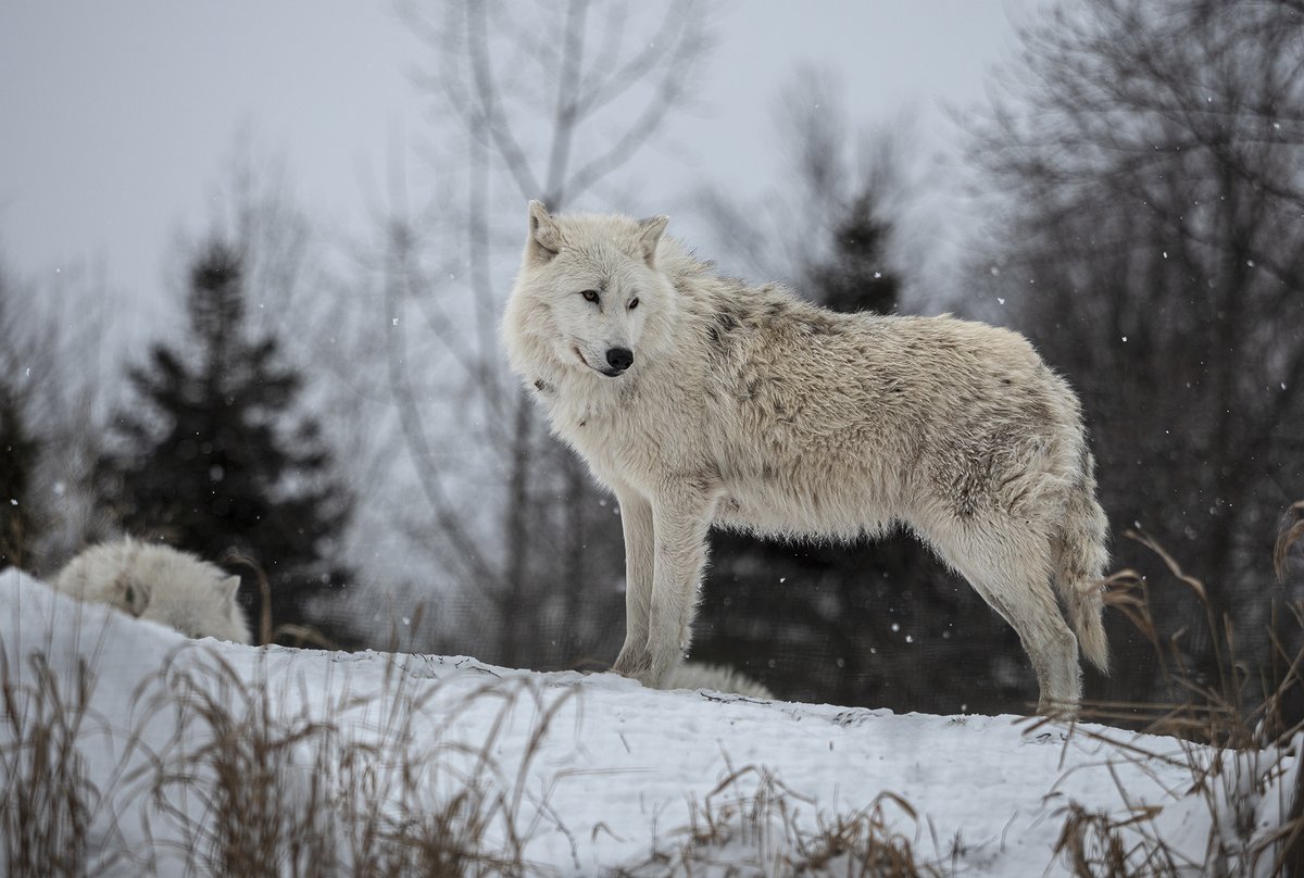 Toronto Zoo
<a href="/torontozoo/">Rupert Young</a> #torontozoo #photos #wildanimals