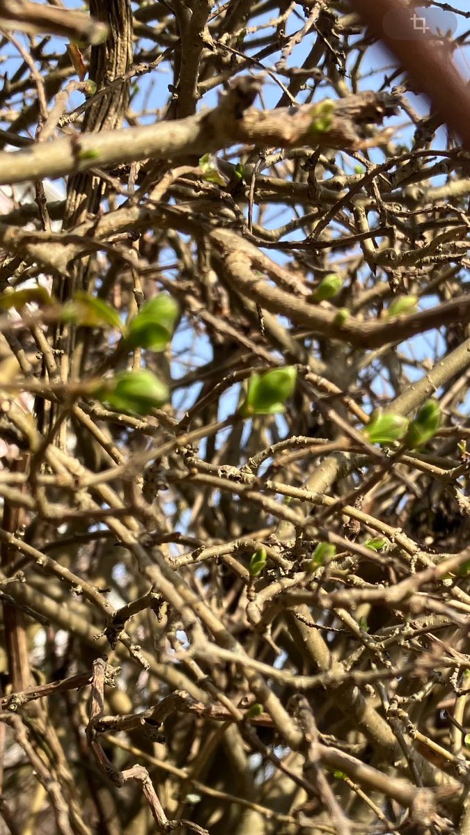 Frühling Frühling wird es nun bald🎶😊🎶