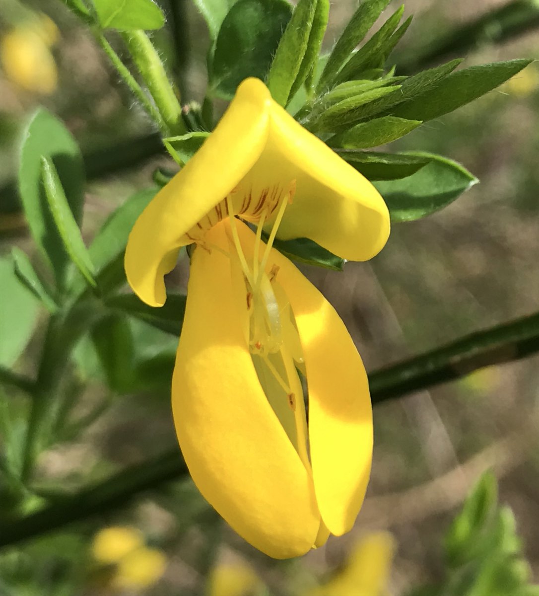 fat girl walking tweet media