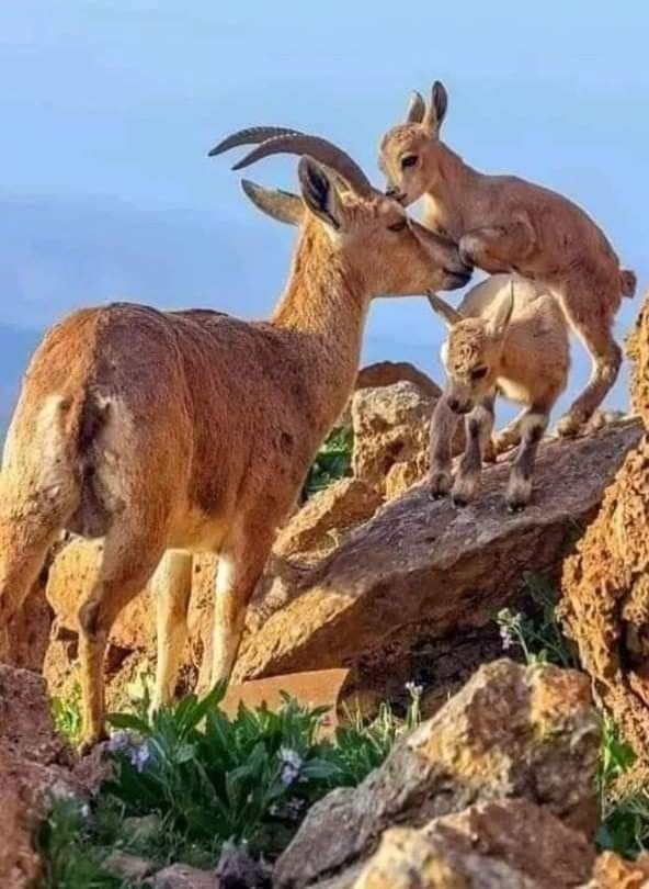 ELEONORA tweet media