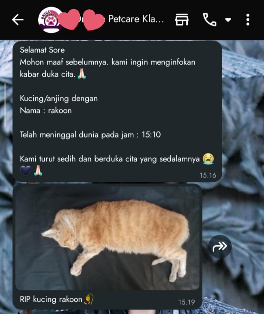 ꦆ 🐻 tweet media