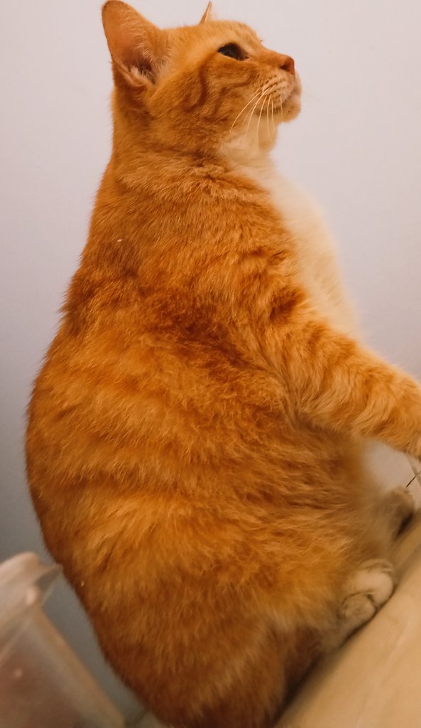 ꦆ 🐻 tweet media