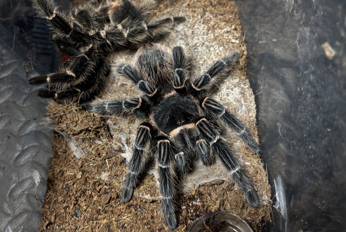 Kuri_tarantula's tweet photo. Lasiodora parahybana ♀
ブラジリアンサーモンピンク

脱皮
餌食いがとても良いので逆に脱皮の時期がわかりやすくこちらも助かります。 https://t.co/F1rLVNWU6V