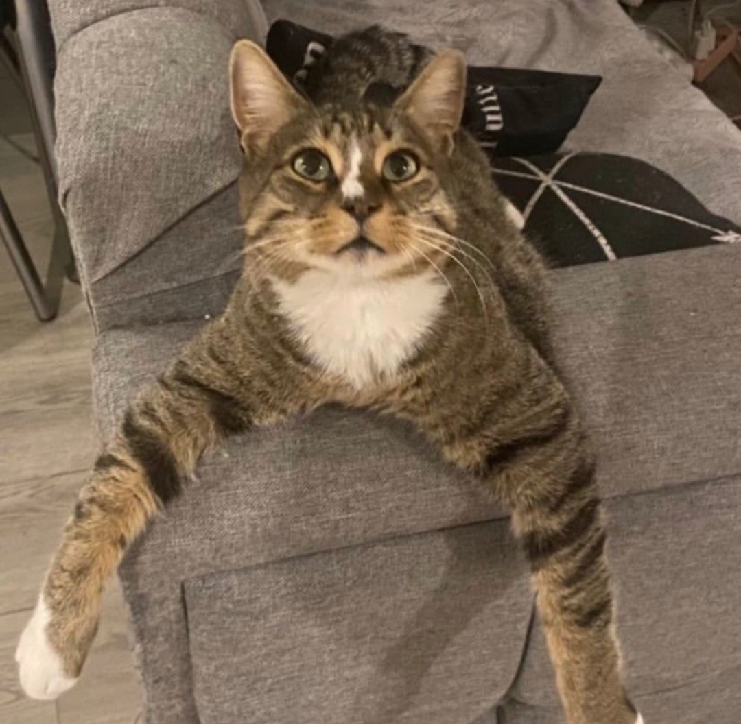 3 yaşında, erkek, kısır. Sarılmayı çok seven bir kucak delisi, insanlarla da arası çok iyi. Ankara içi sahiplendirilecektir.