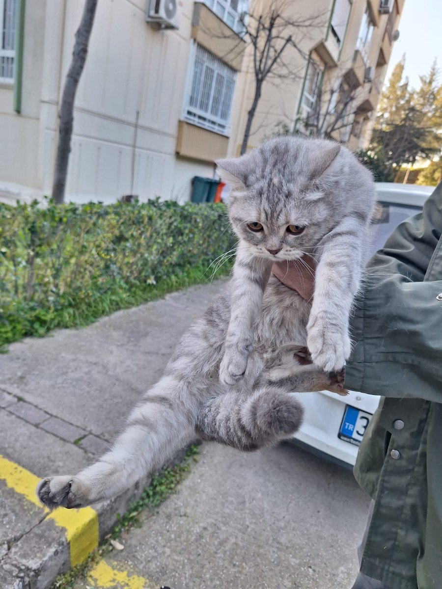 Bu çocuk bir tanıdığımızın apartmanının çevresinde kaç gündür ağlıyormuş, diğer kedilerden korkuyor, sokak kedilerine konulan mamaları yiyemiyor ve yaş mama da bulamıyormuş çok acil sahiplendirilmesi lazım çok savunmasız korumaya alabilen kimse yok 

İZMİR YUVA RT‼️