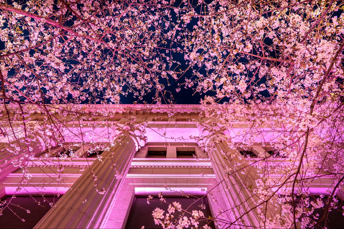eventnihonbashi's tweet photo. 3/18(水)からいよいよスタート！
桜とスイーツで彩る
SAKURA FES NIHONBASHI 2026

春の日本橋で、桜フェスならではの風景や味わいをお楽しみください。 
詳細はこちらの公式サイトをご覧ください。
https://t.co/MI6H4xOgqW https://t.co/urAYSnrRZ6