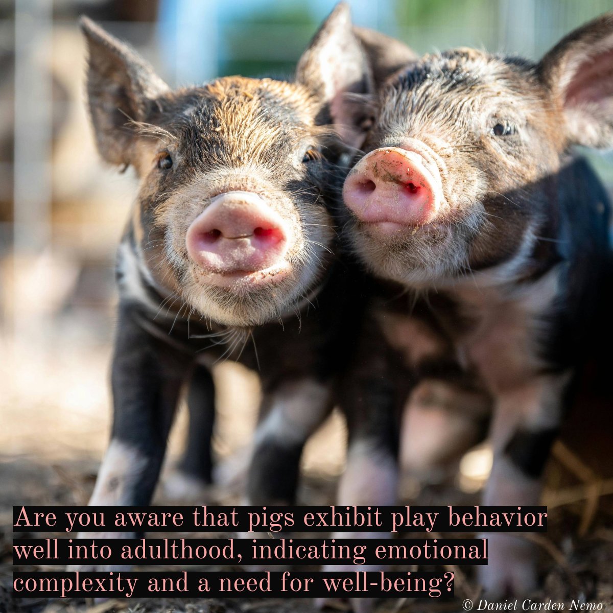 Daniel Carden Nemo tweet media