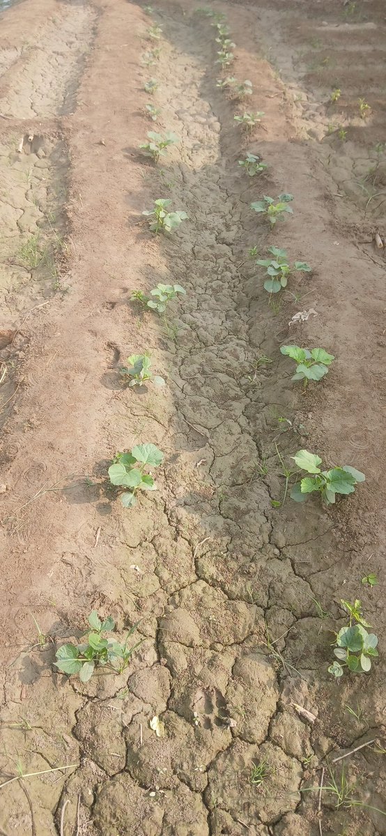 Vishok Mansingh (@vishokmansingh) on Twitter photo 