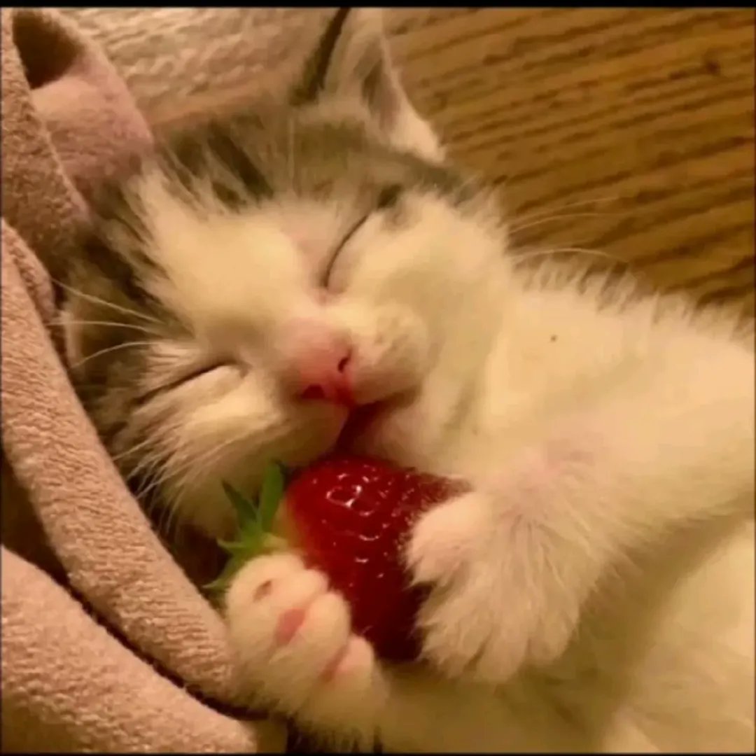 smol silly cat tweet media