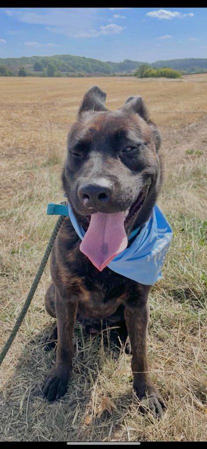 German Shepherd Rescue Elite ( GSRE ) tweet media