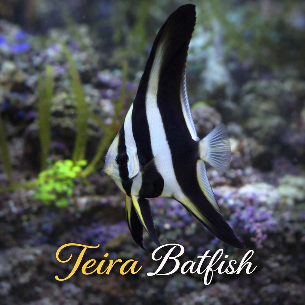 Saltwaterfish.com tweet media