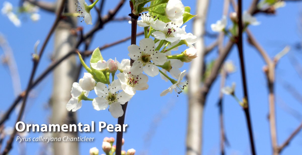 Barcham Trees tweet media