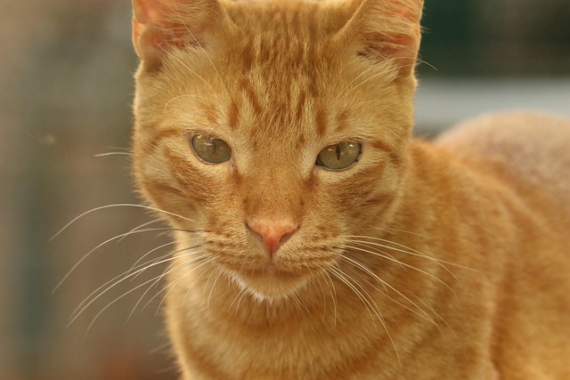 Gempak Miljanovic tweet media