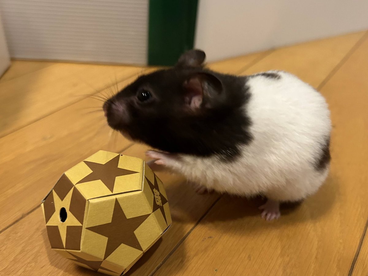 一般社団法人 ハムメディア tweet media