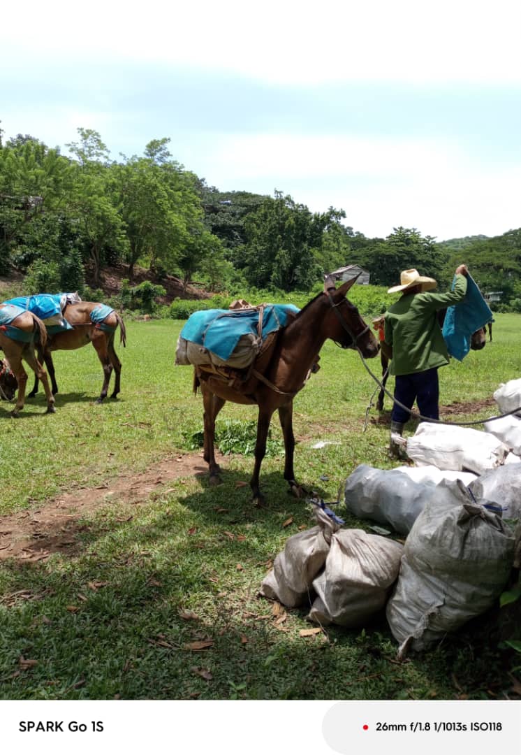YanetsyTerry's tweet photo. Realidad común en la serranía de #ProvinciaGranma en tiempos de escasez de combustibles. Nada detiene al pueblo cubano, seguimos adelante #ConLaFuerzaDeLaUnidad. @PartidoPCC @AsambleaCuba @PresidenciaCuba @GobiernoCuba @GobiernoGranma @BarceloOrt92635 @InesMChapman https://t.co/mluq9ygy3N