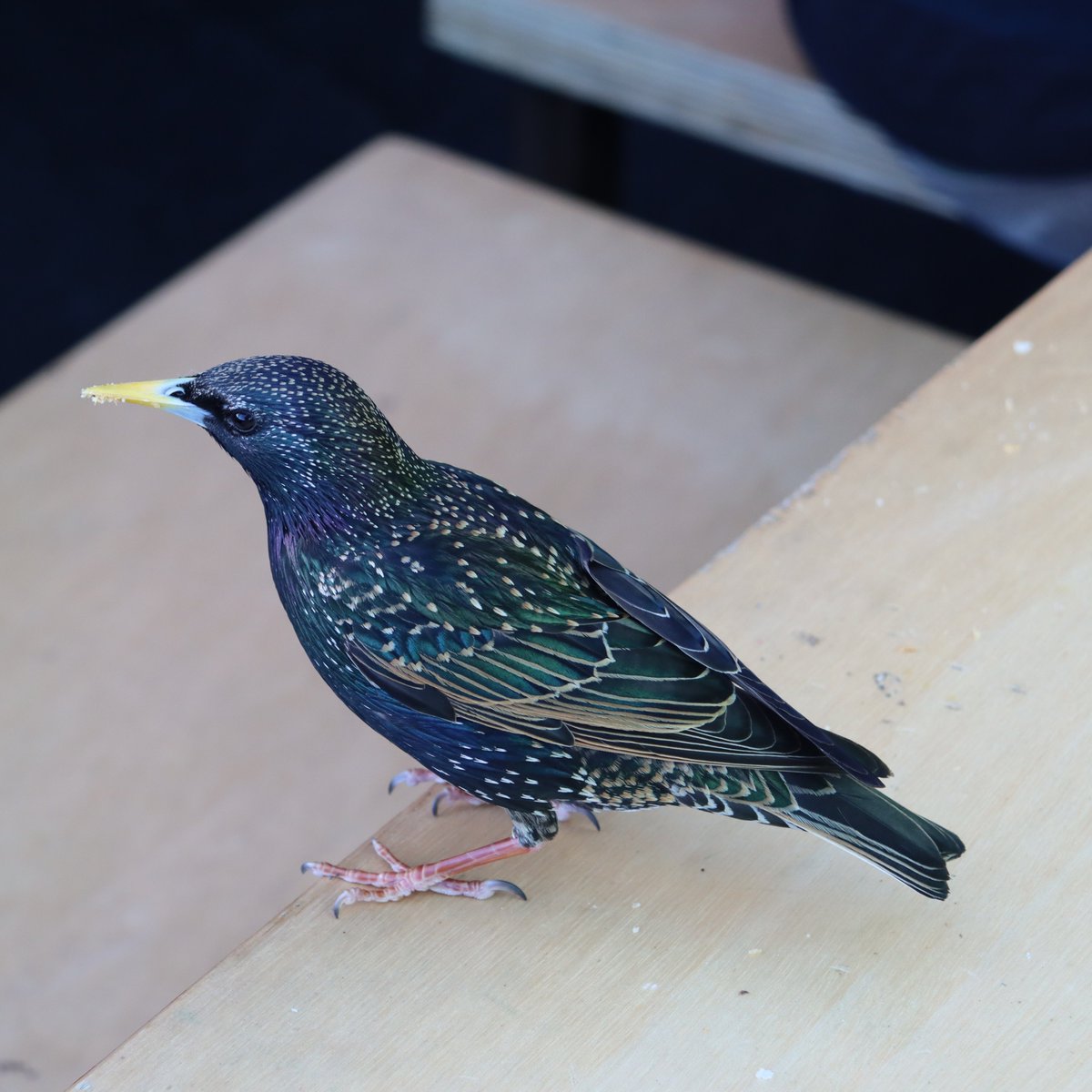 Newbridge Tidy Towns Association #DroicheadNua tweet media