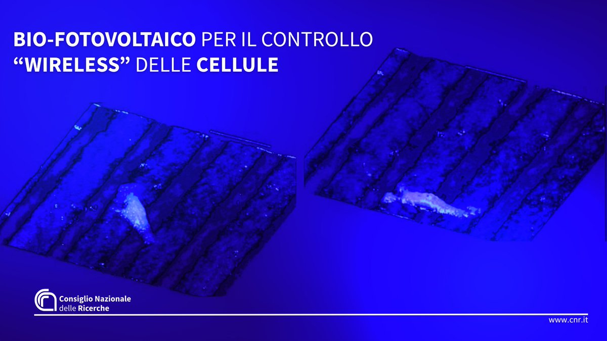 Da <a href="/ISASI_CNR/">ISASI CNR</a> una piattaforma innovativa in grado di manipolare, tramite stimoli elettrici, la morfologia e il movimento cellulare senza elettrodi, grazie all'impiego di cristalli di niobato di litio. Verso nuove frontiere nella #MedicinaRigenerativa
👉cnr.it/it/comunicato-…