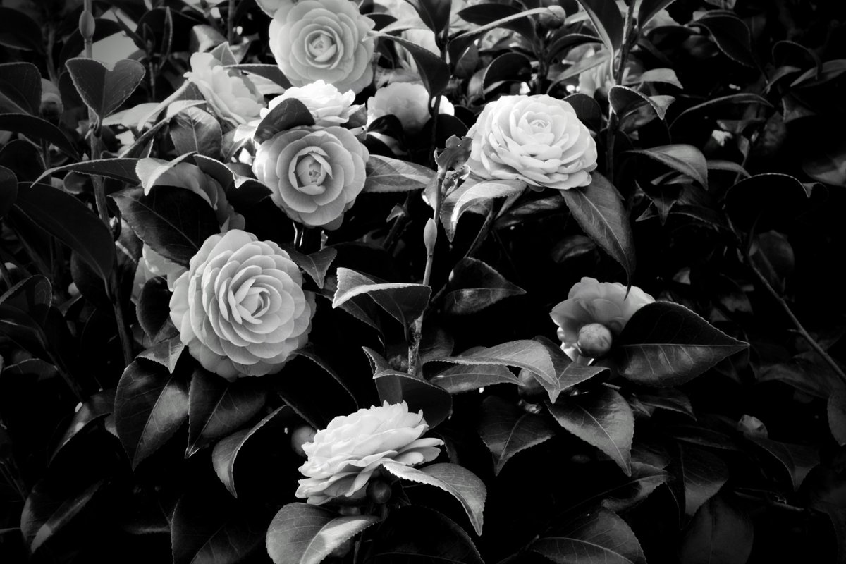 sake35mm's tweet photo. #xa5 https://t.co/cWtHm2A9gR
