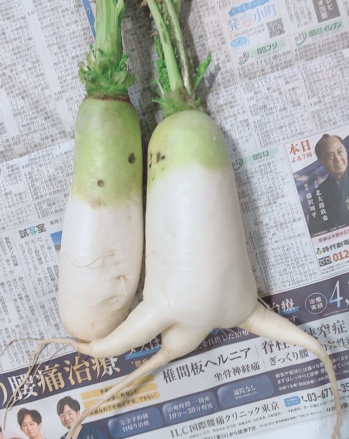 見て、隣の家のおばあちゃんから貰った、ちんこ丸出しにしながら走ってる大根
射精しながら走ってるのか、ちんこがでかいのかわからんけど、長いね