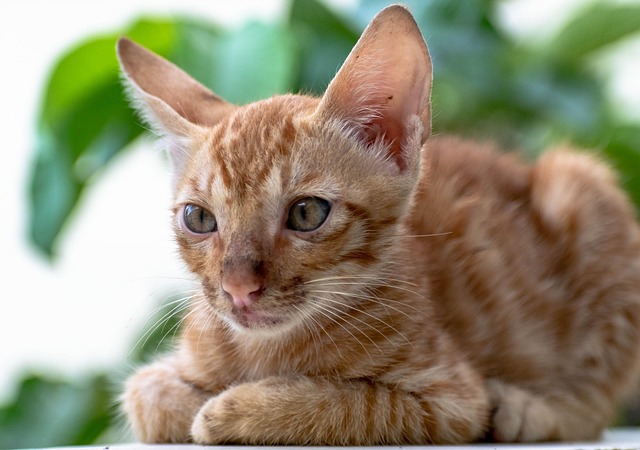 Keith Boldelait tweet media