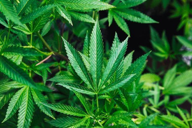 Marijuana’s potential federal rescheduling could reshape hiring practices, drug testing, and discipline policies in the workplace. Proactive updates and clear communication will remain essential to stay ahead of the shift: adamskeegan.com/insights-news/… 

#HR #humanresources