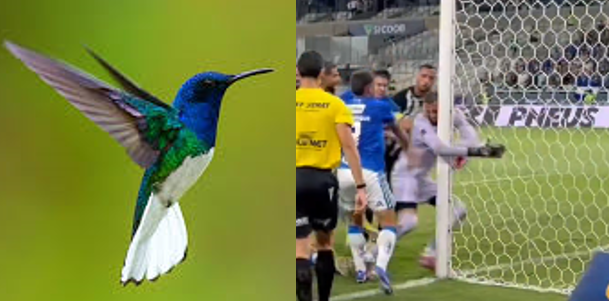 avantticruzeiro's tweet photo. @gustavomachadog Beija-flor / Beija-trave https://t.co/u4B6xdxyT1