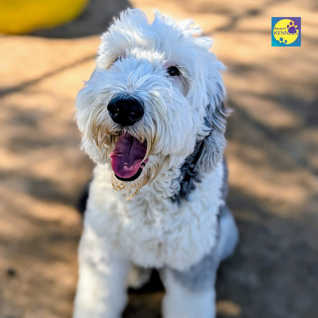 SCVBCKennels's tweet image. Did you know we offer daycare too? $35/day for existing clients, Mon–Fri 6am–5:30pm. Same-day notice on weekdays, weekends must be reserved ahead. Perfect for the days you just need backup. 🐾
#DogDaycare #BouquetCanyonKennels #SantaClarita #SCVdogs #DogBoarding #SantaClaritaPets