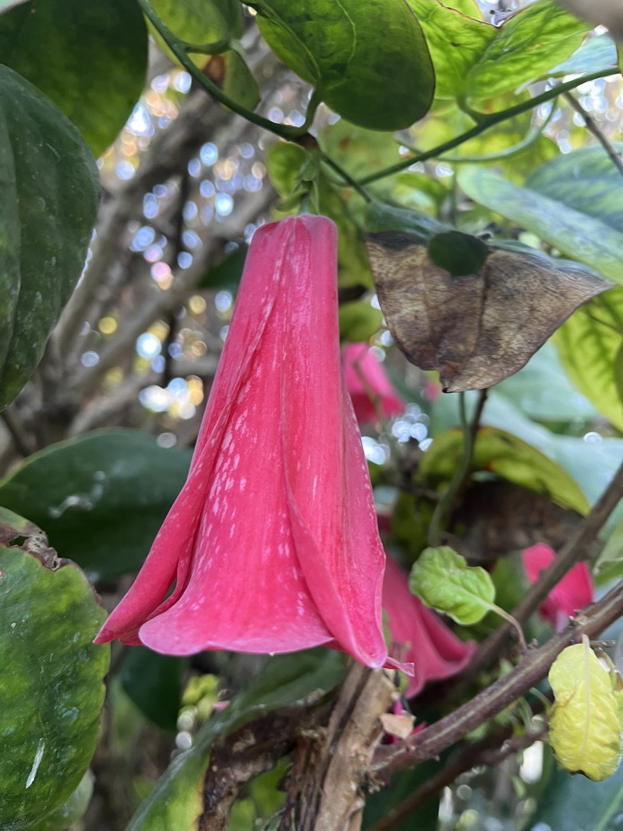 Más Copihues en este verano en marzo en el jardín