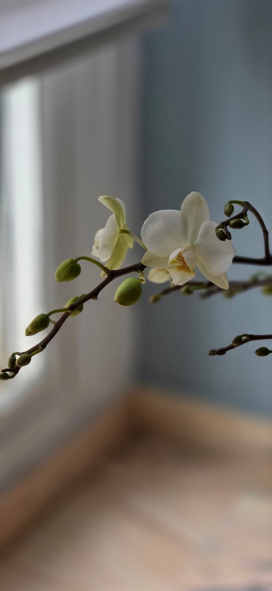 rilopa31's tweet photo. Un año más llega la primavera a mi hogar y no espera, haz como la primavera BRILLA, la vida es muy corta para no BRILLAR https://t.co/hVUxuzjeAn