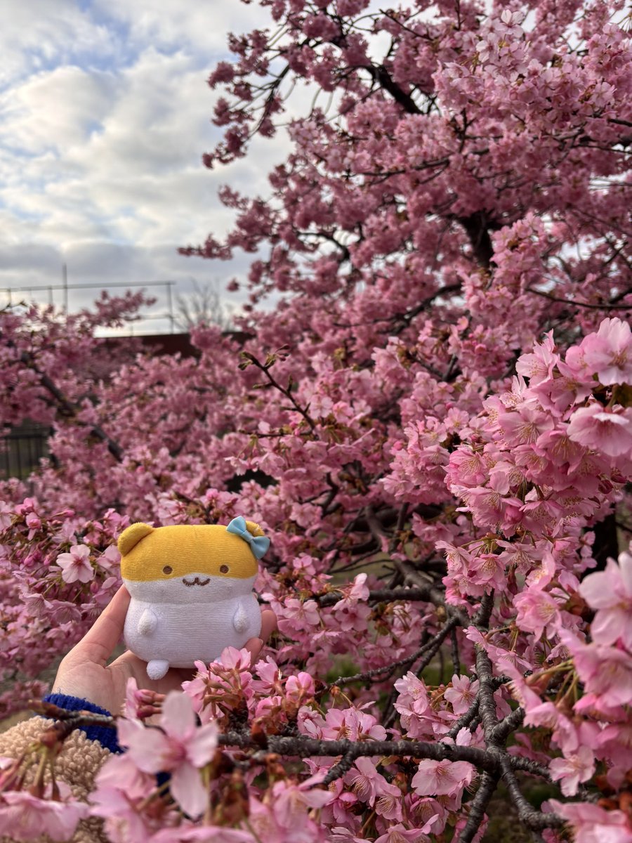 mofukapi_hamu's tweet photo. 私も最近撮ったはむズを…📸

#すやはむ https://t.co/3scaATB523