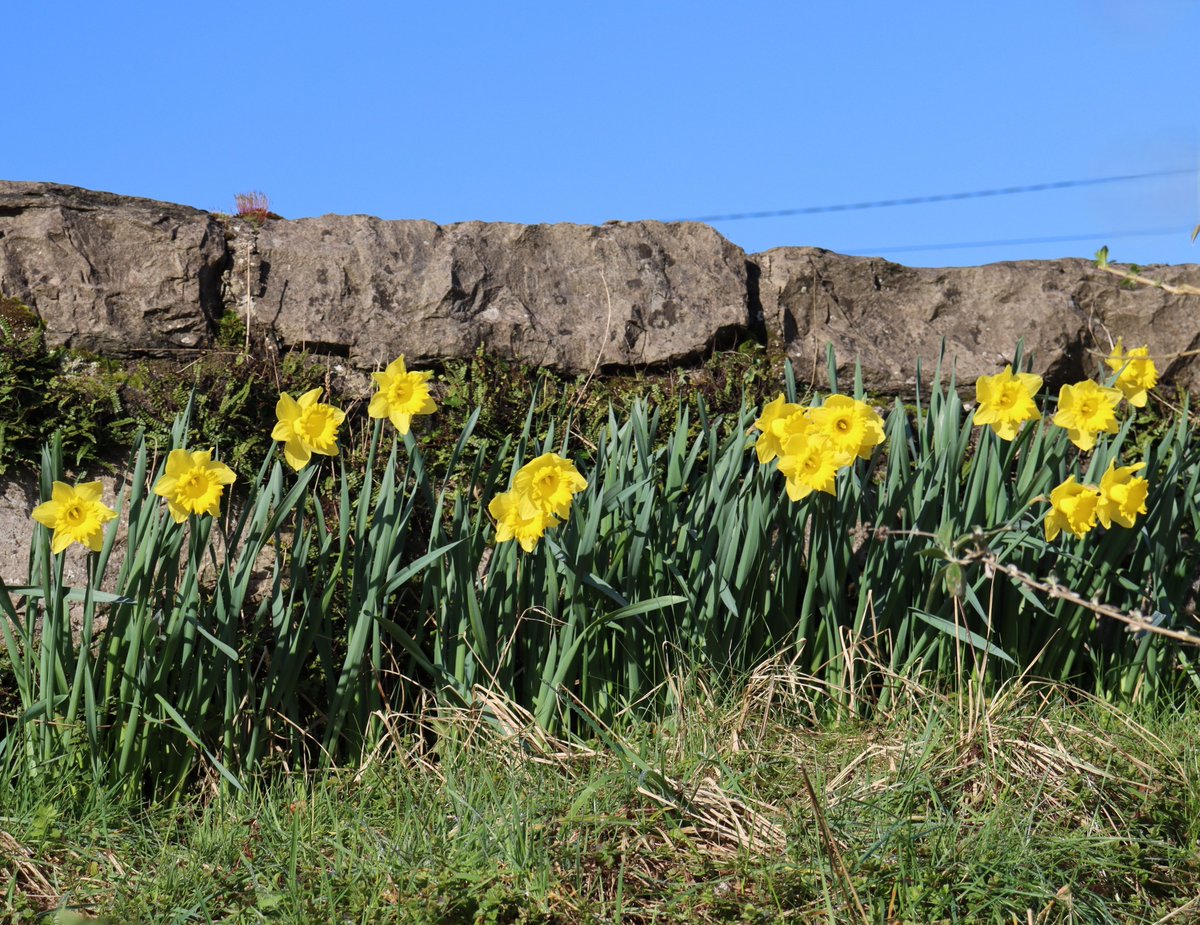 Newbridge Tidy Towns Association #DroicheadNua tweet media