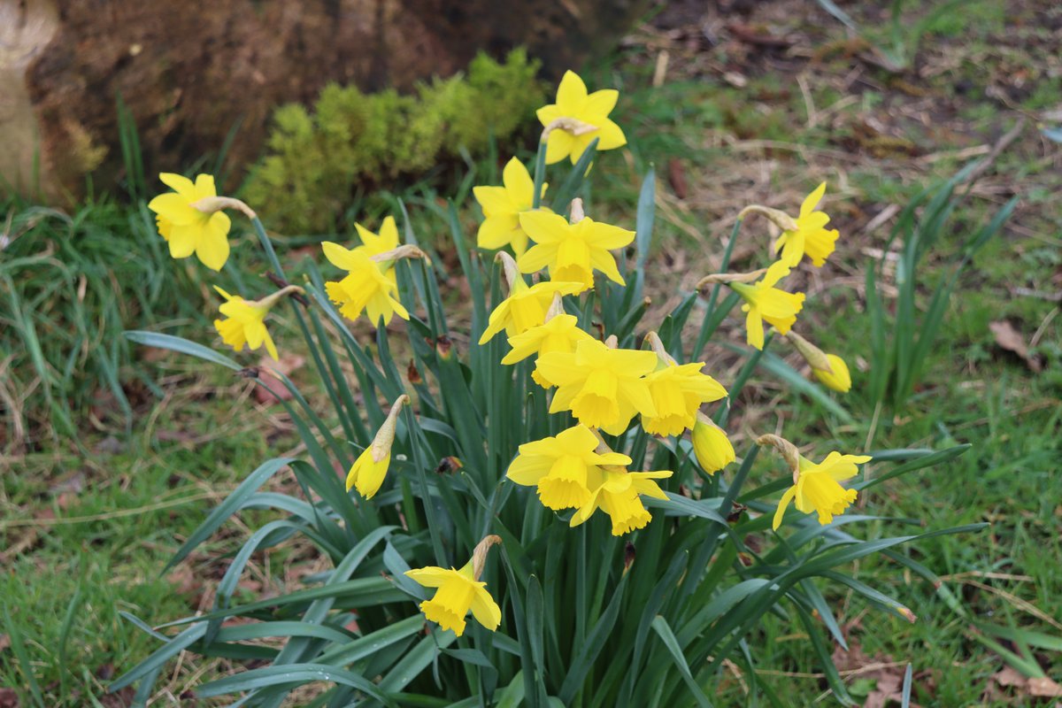 Newbridge Tidy Towns Association #DroicheadNua tweet media