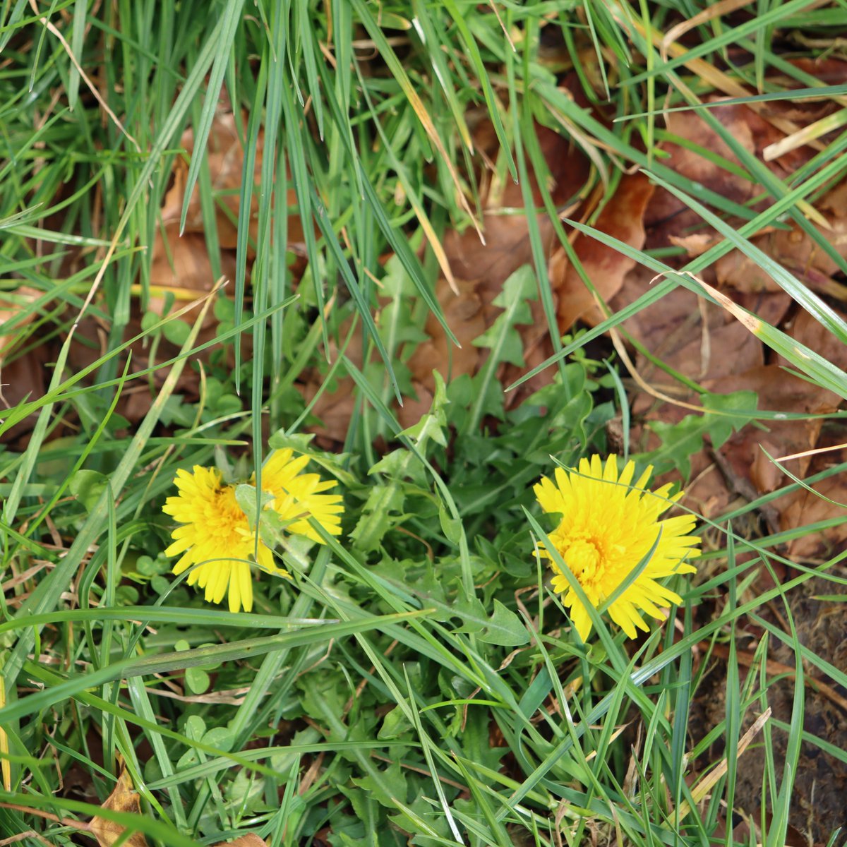 Newbridge Tidy Towns Association #DroicheadNua tweet media