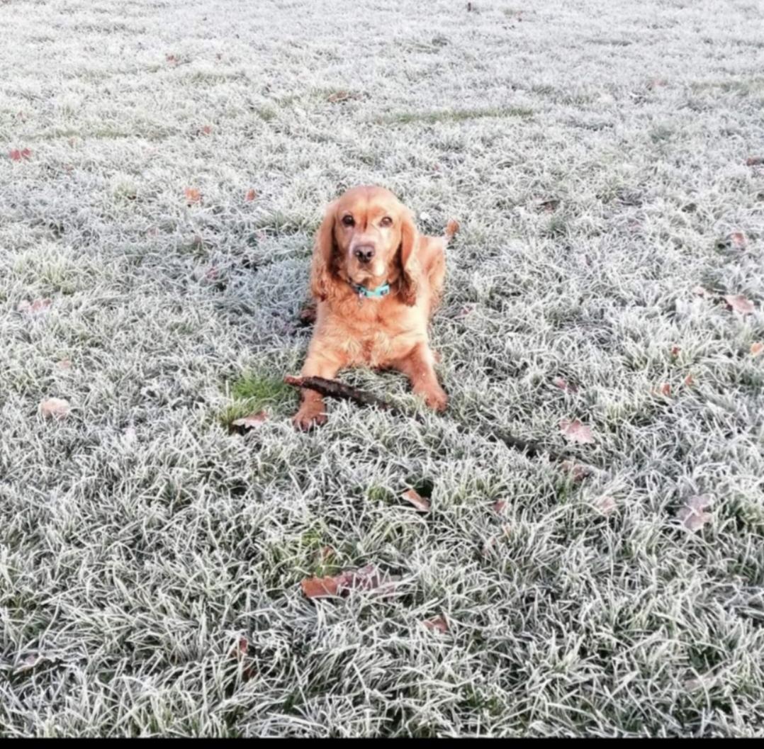 ExploreEssex's tweet photo. Congratulations to our #Parks #PupStars winner for February 👏
Melinda Merritt and Teddy enjoying all weathers at #HadleighPark.
Remember to send in your entries for March!
We want to see you and your pooches enjoying the #EssexCountryParks
https://t.co/KQBrheRun5 https://t.co/7QXGF1RCab
