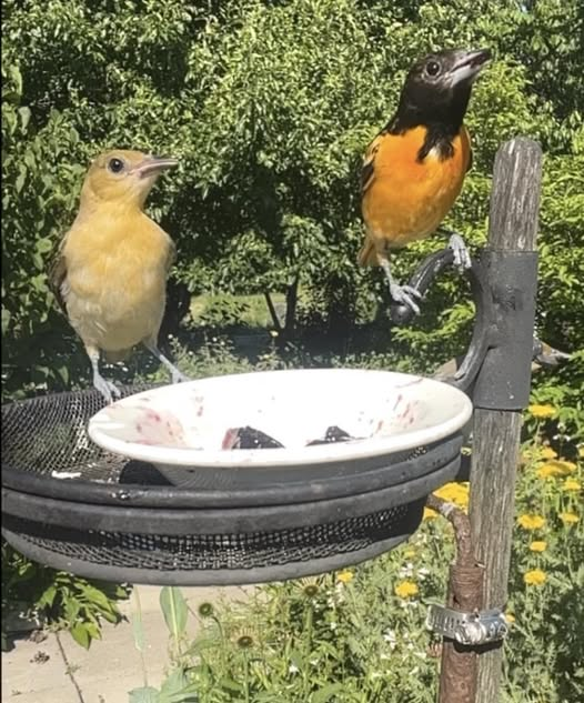 Niagara Bee tweet media