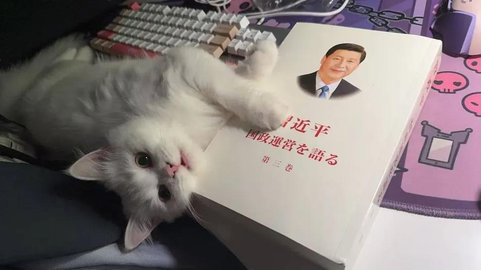 TReverie's tweet photo. 好可爱的猫咪 https://t.co/SXmGphhcga