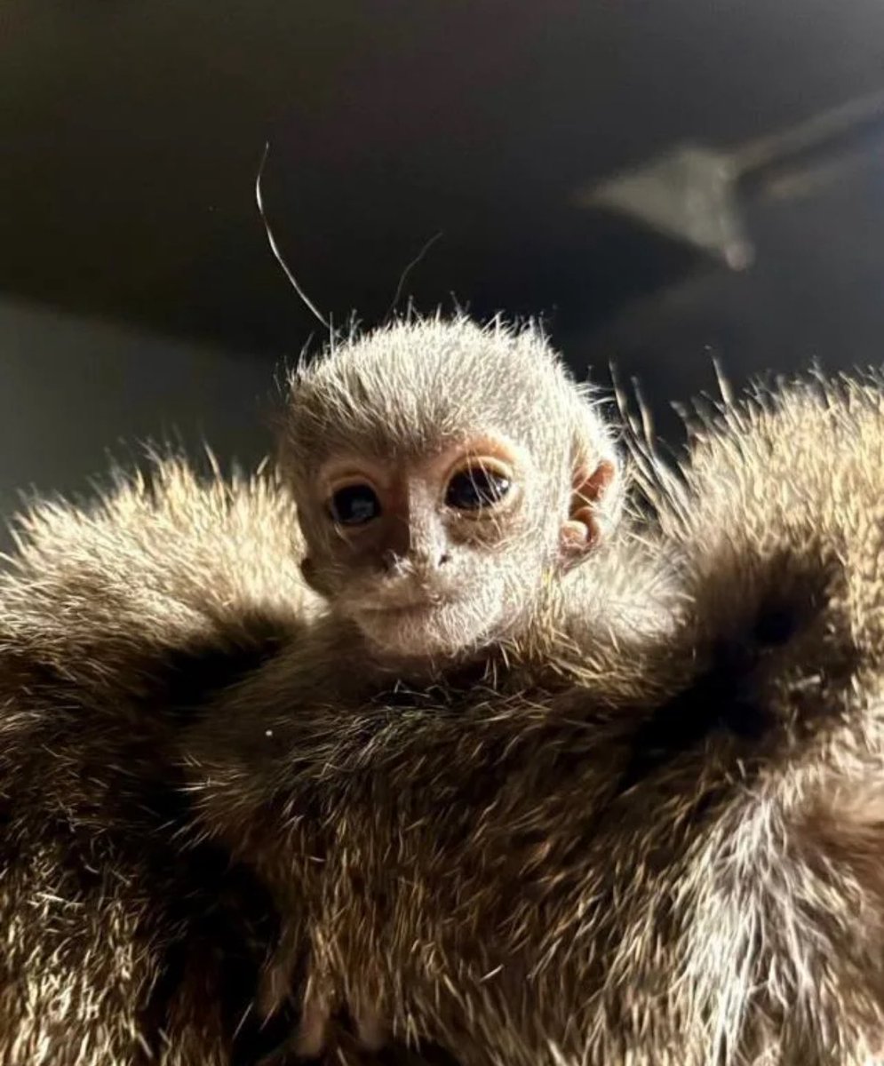 Gollum the baby monkey was just born in the Massachusetts zoo and it’s the most adorable looking monkey with an even crazier name haha. It’s a rare Bolivian gray titi monkey and has already captured the hearts of a ton of people and the zoo hasn’t only released 3 pictures of this