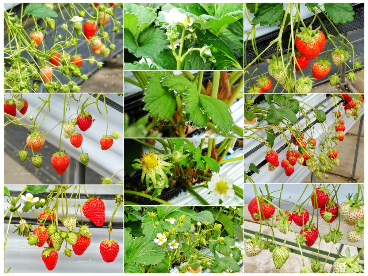 ブルーポピー✿ブルースター tweet media