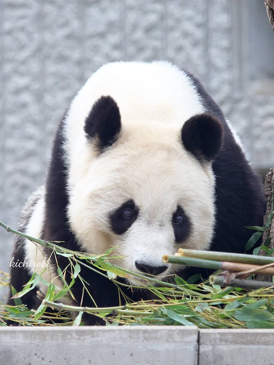 2025/07/23注文分(*」´□`)」f.pandaさんの専用だよー！ 2025 Fiat Panda: What We Know About The New City Car Coming For