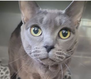 Sun Chron NAttleboro tweet media