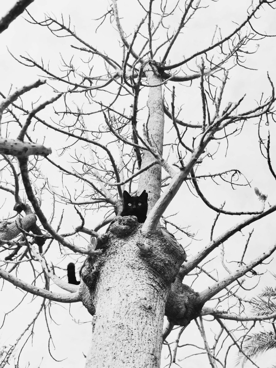 Sinopsis tweet media