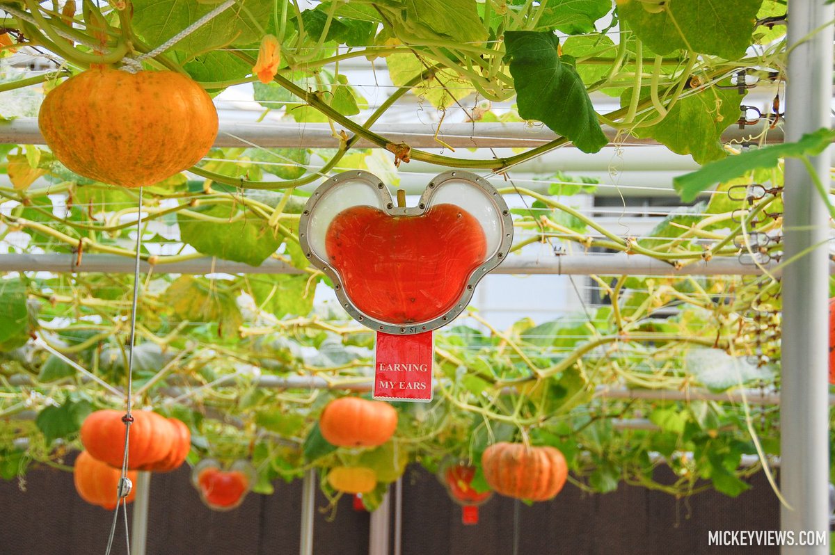 Mickey Views tweet media