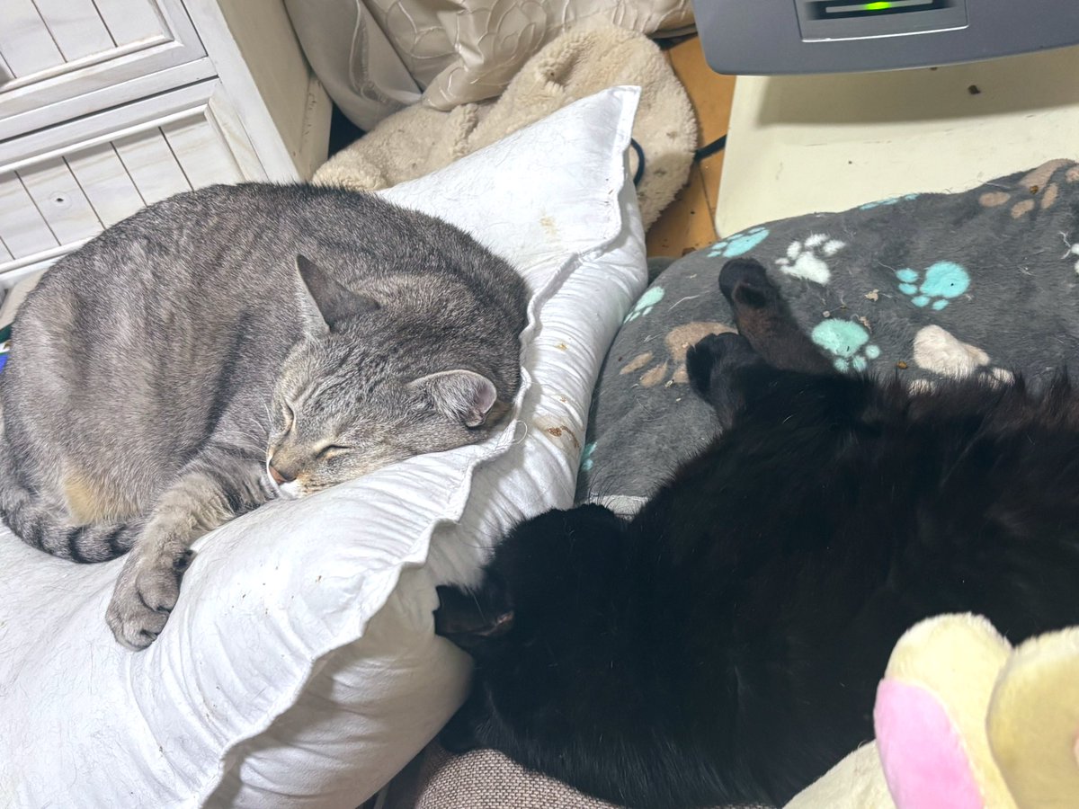 tukitatenomoci1's tweet image. 7NOWで初めて品物を玄関先に置かれてしまいびっくり👀

アイスが溶けているよ…多分熱々だったんだろうドーナツがほんのりだけ温かいよ…😭😭

ぼくらのごはんじゃないならどうでもいいにゃ

😭

#猫のいる暮らし
#7NOW
#そんな…
#ちいかわ
#ノンセク