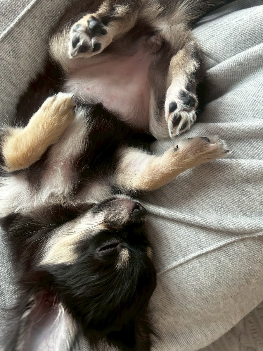 HAる【FFL】 tweet media