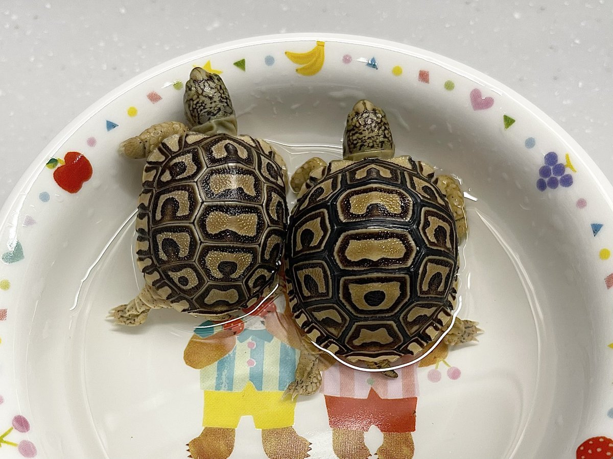 落ち着いてきたので、2匹揃って温浴してみた♨️🐢🐢✨
かわいい😍
#ヒョウモンガメ　#ヒョウモンリクガメ