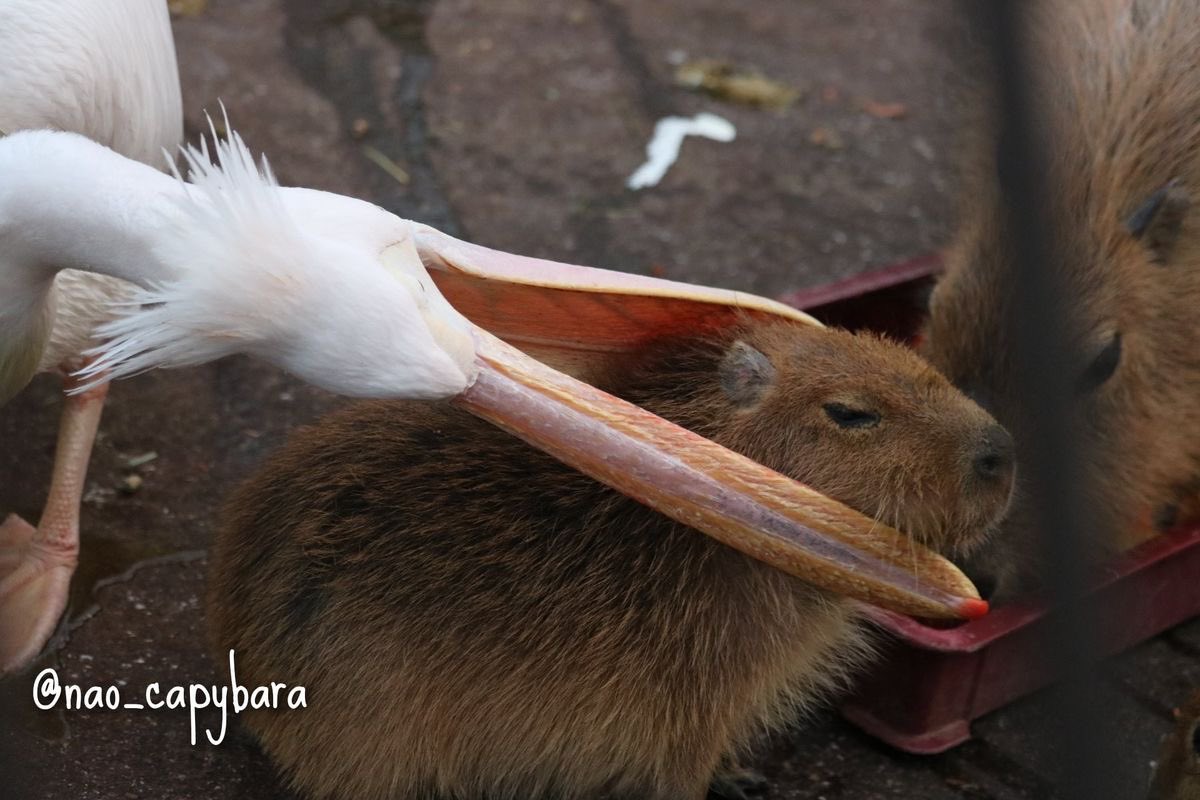 카피바라 아카이브 tweet media