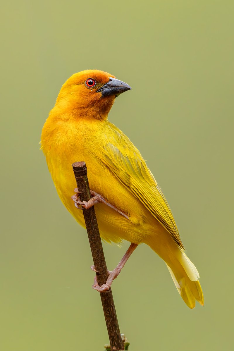 African Golden-Weaver in Thika