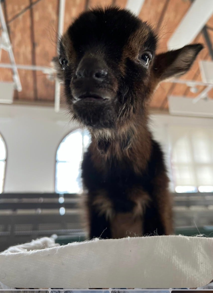 L'association Règne Animal propose 250 chevreaux à l'adoption pour les sauver de l'abattoir. L' Association Règne Animal propose 250 chevreaux à l'adoption pour les sauver d'une mort certaine dans l'industrie laitière, où les mâles sont généralement abattus dès leur naissance.